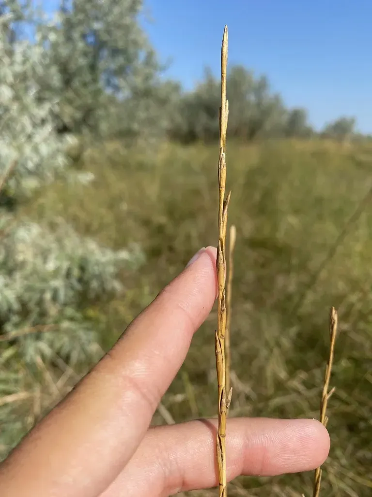 Thinopyrum Bessarabicum