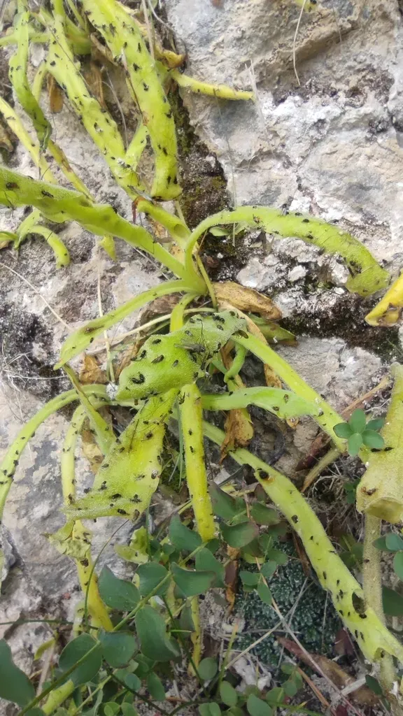 Pinguicula Longifolia