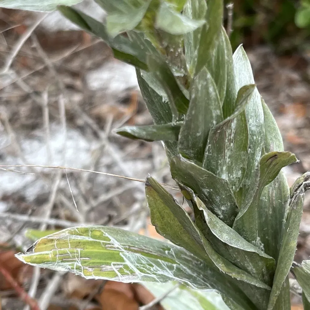 Broad-leaved Goldenaster