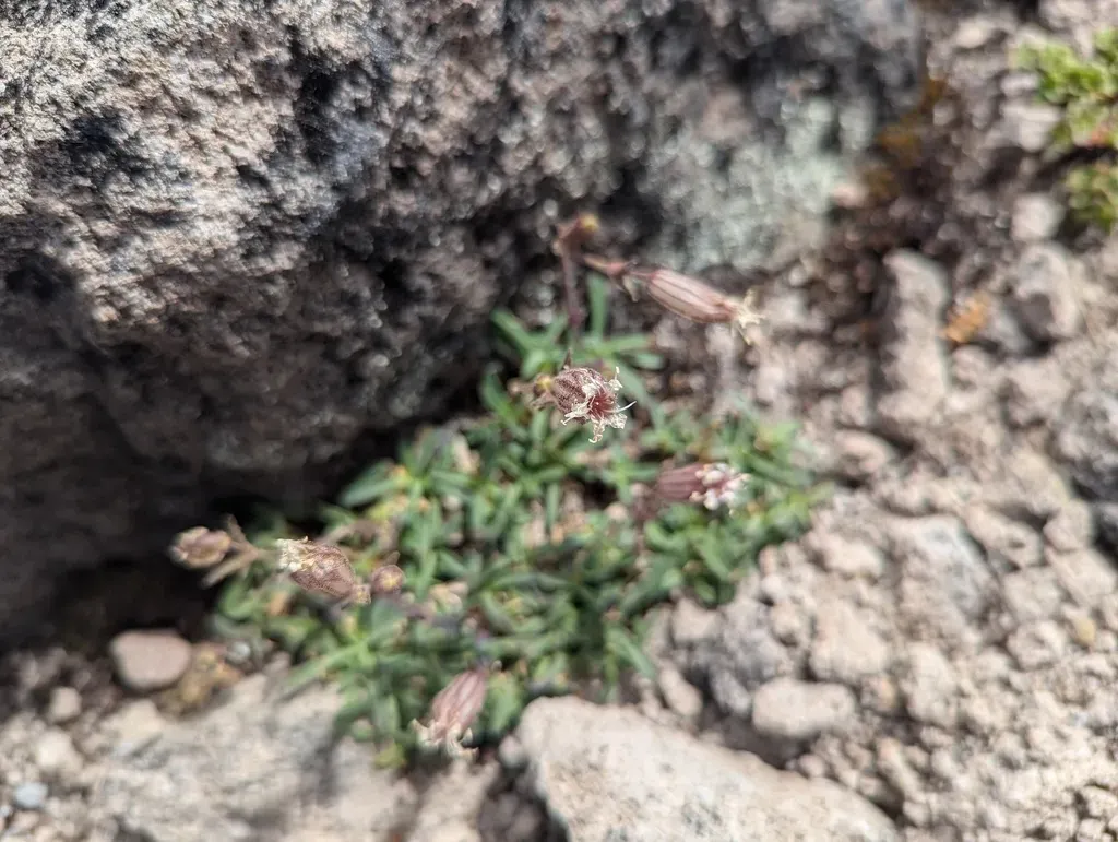Cascade Alpine Campion