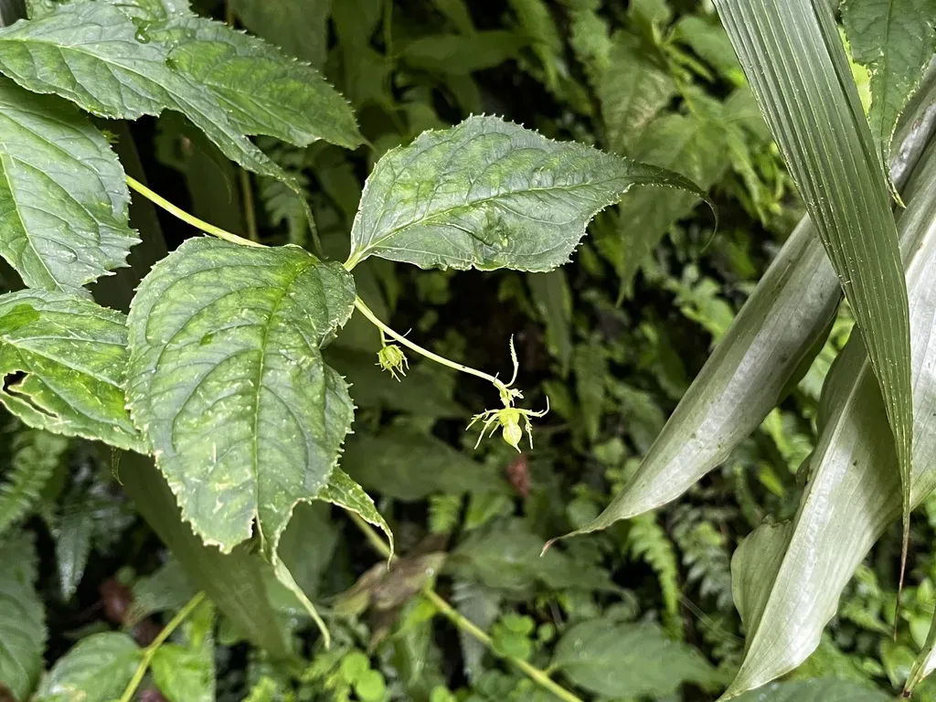 Cyclocodon Lancifolius