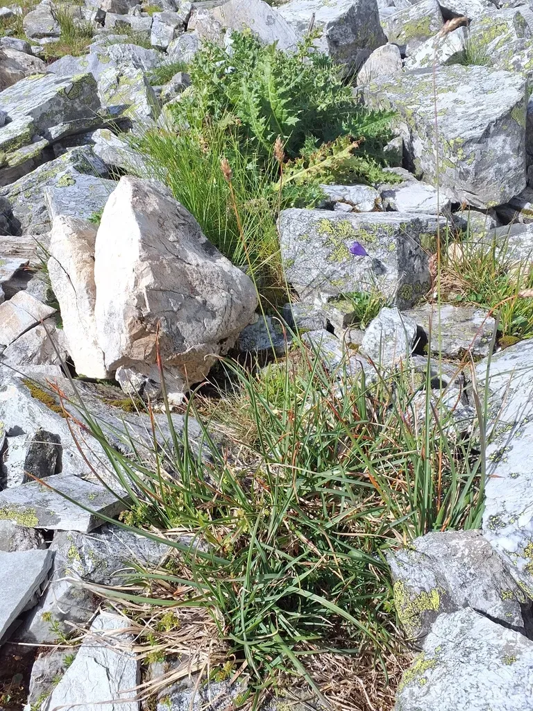 Sesleria Albicans