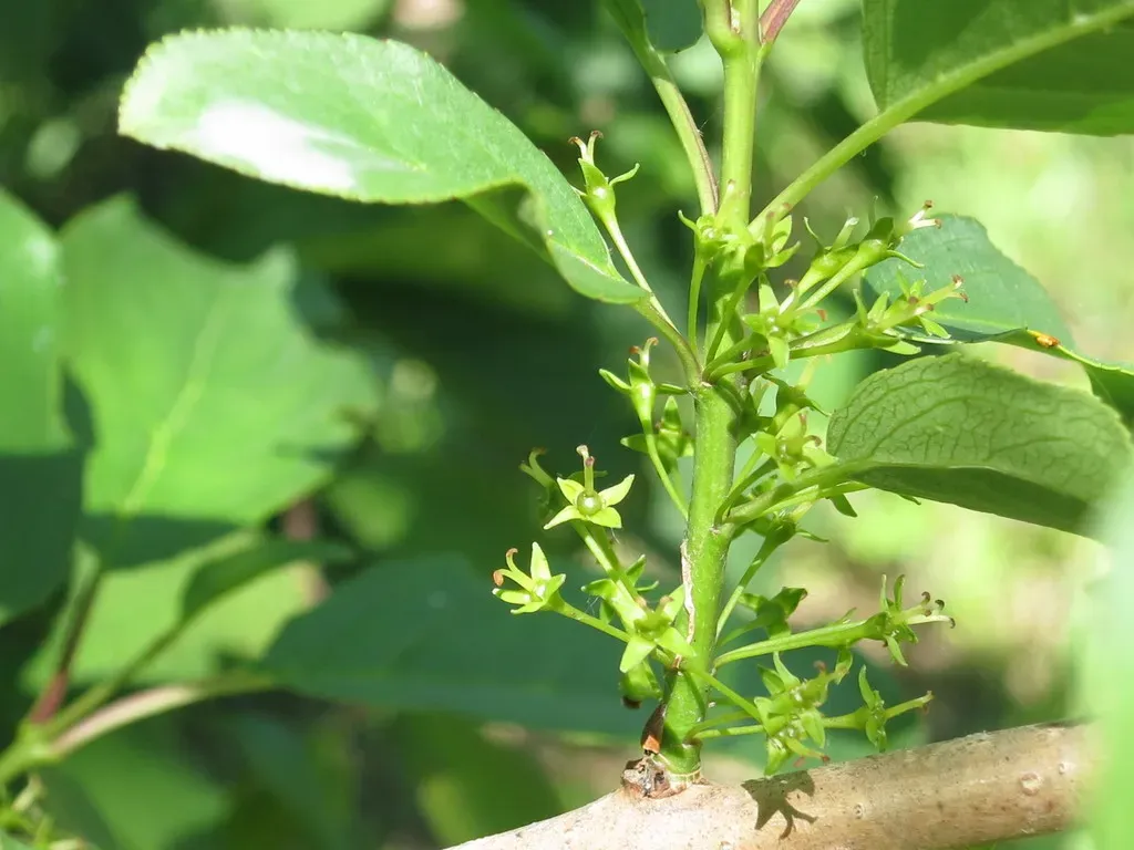 Ussuri Buckthorn