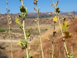 Santa Clarita Bushmallow