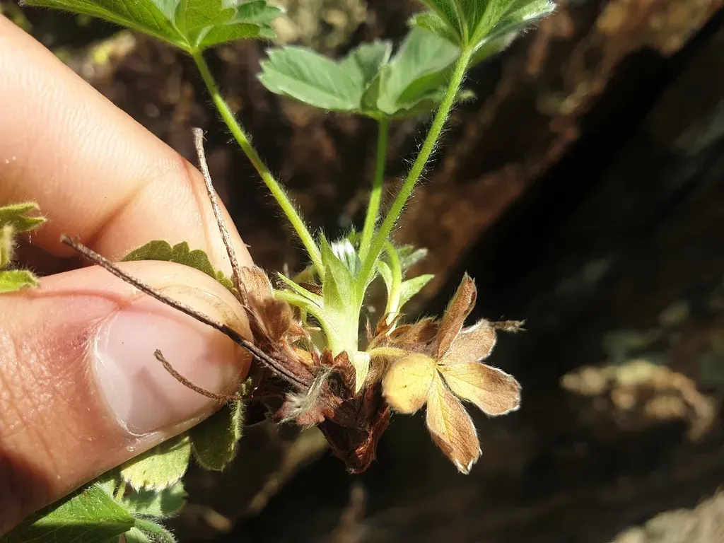 Snowy Cinquefoil