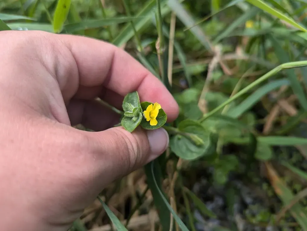 Geyer's Yellow Monkeyflower
