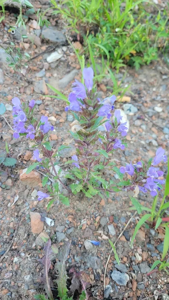 Dracocephalum Olchonense