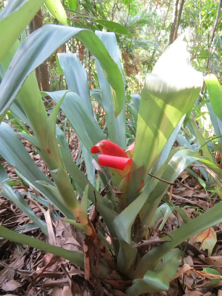 Nidularium Longiflorum