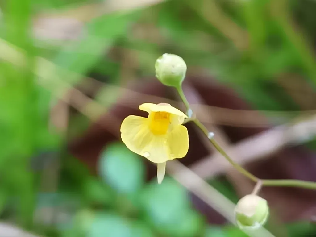 Utricularia Hispida