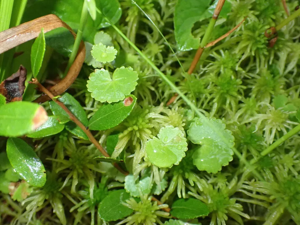 American Marsh-pennywort
