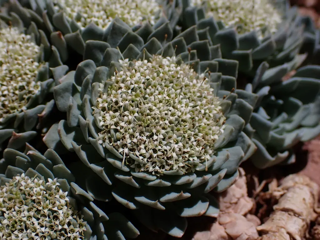 Moschopsis Leyboldii