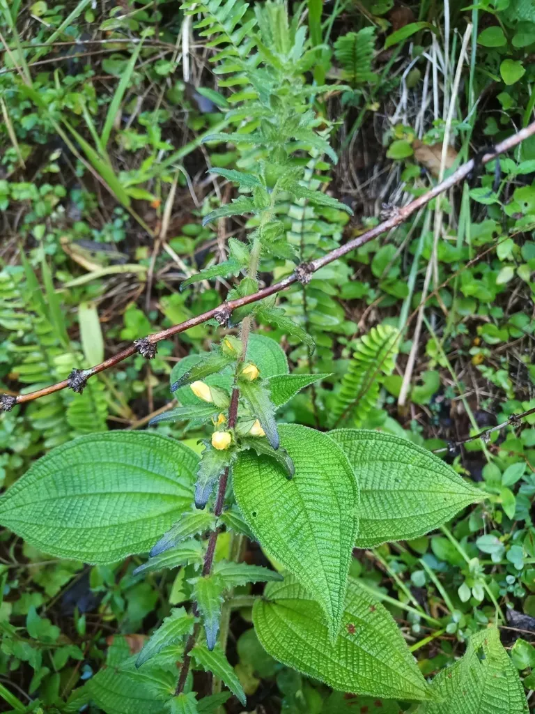 Melasma Melampyroides