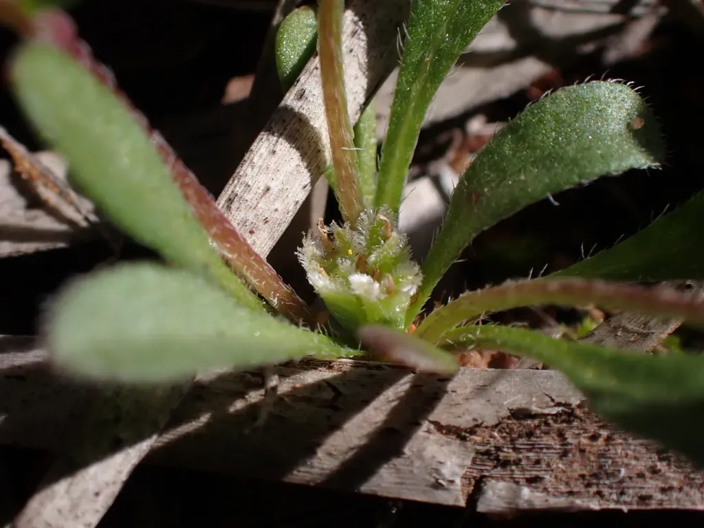 Ceratogyne Obionoides
