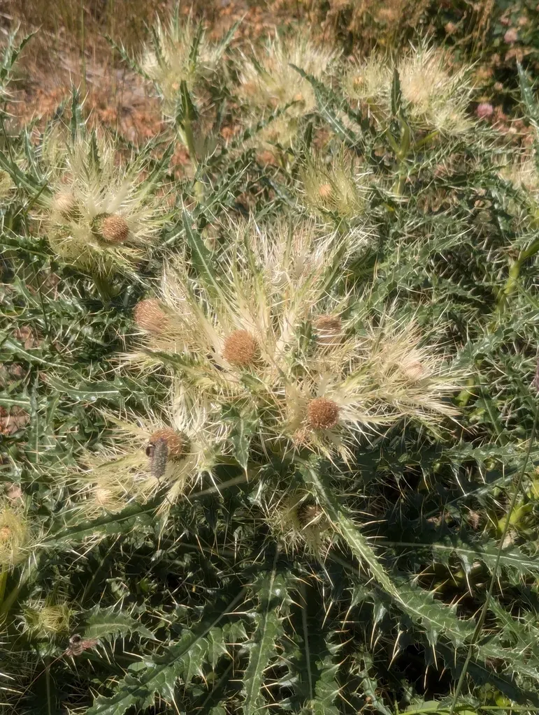 Cirsium Glabrum