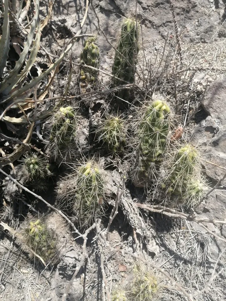 Echinocereus Cinerascens
