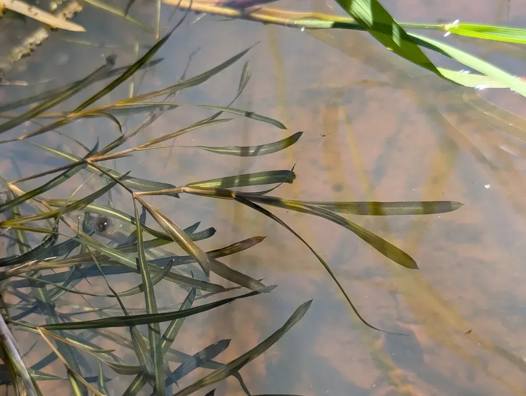 Sharp-leaved Pondweed