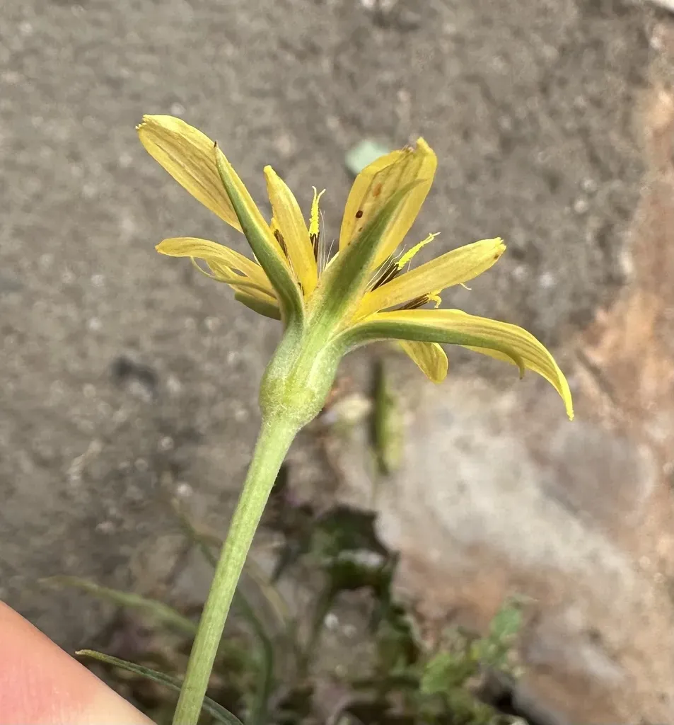 Tragopogon Graminifolius