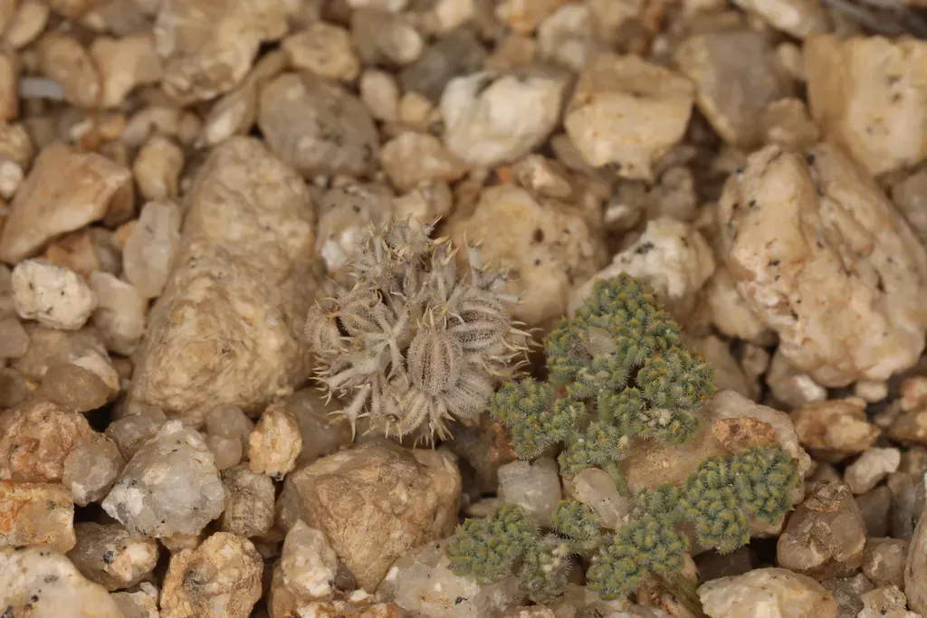 Pygmy Mountain-parsley