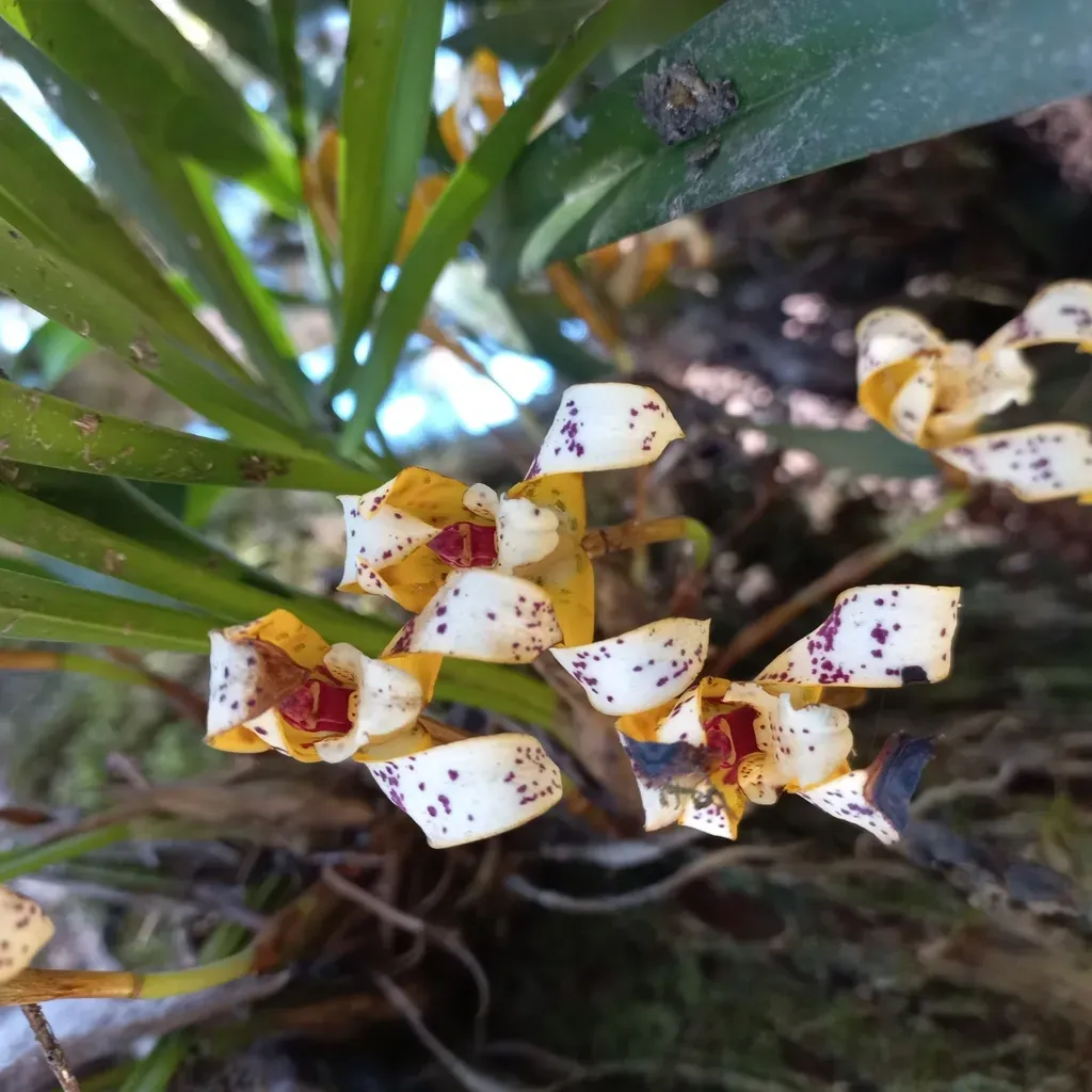 Maxillaria Picta