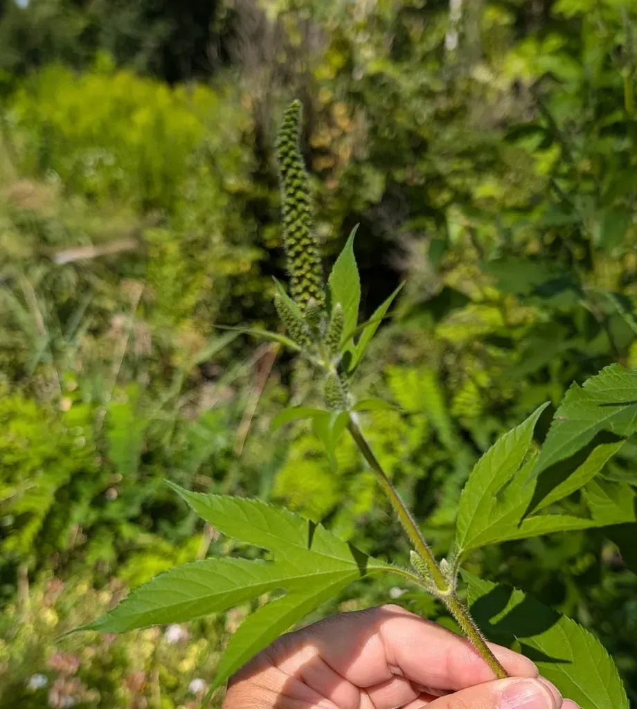 Giant Ragweed