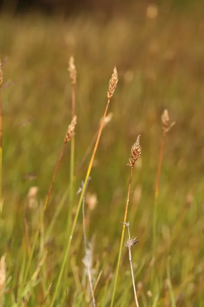Dark Mountain Sedge