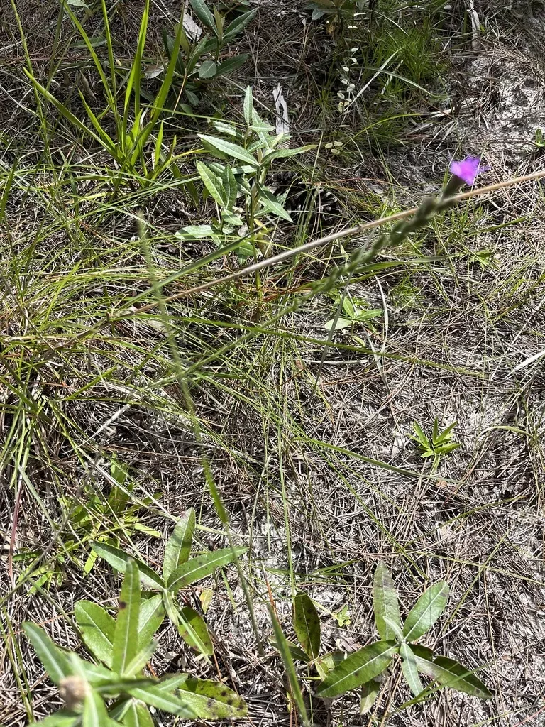 Garber's Blazing Star