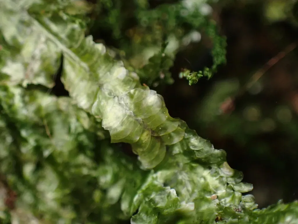 Planicladium Nitidulum