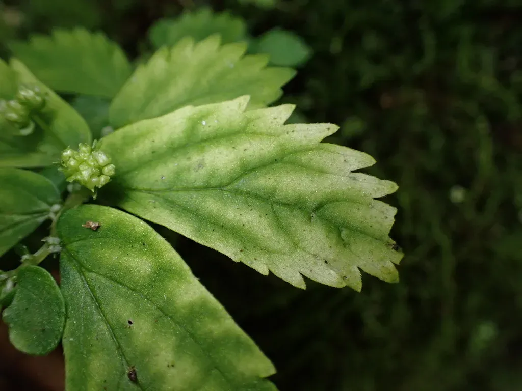 Elatostema Japonicum
