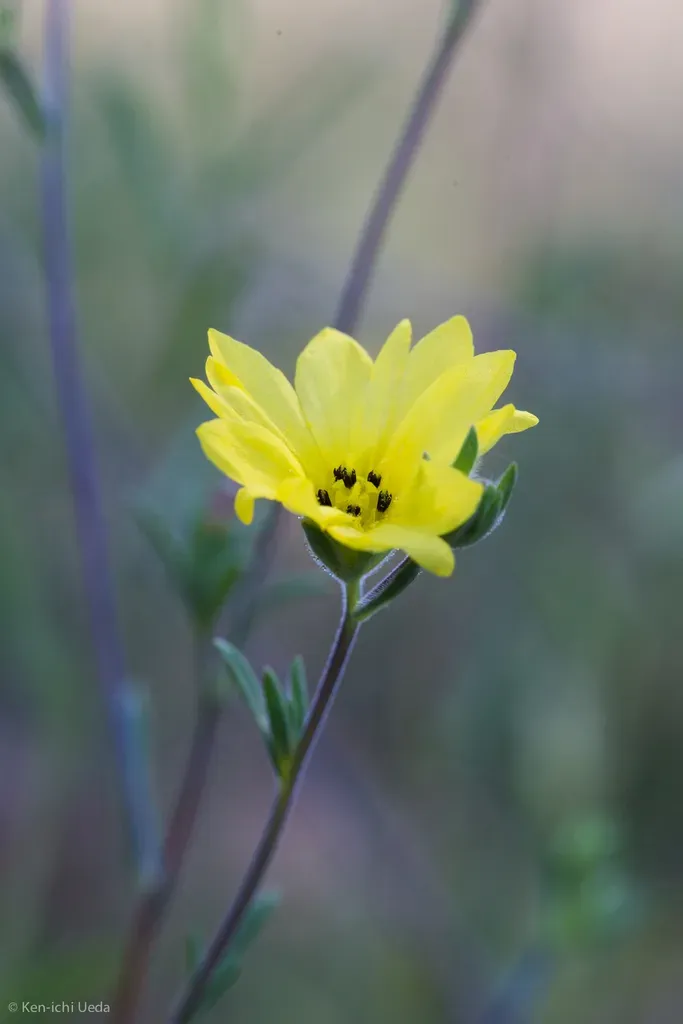 Lagophylla Glandulosa
