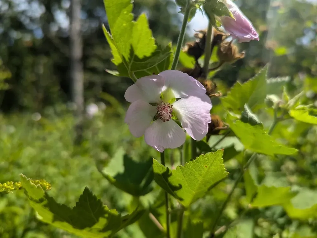 Kankakee Mallow