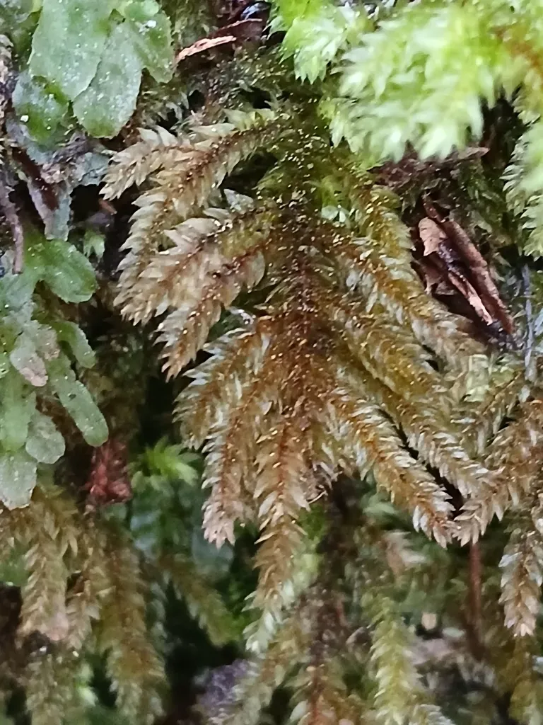 Hypnodendron Arcuatum