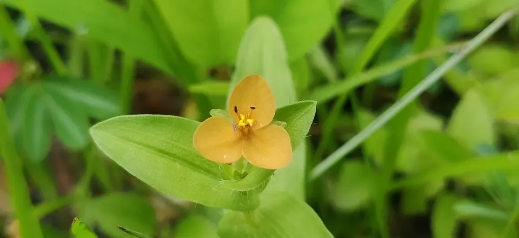Changing Color Dewflower
