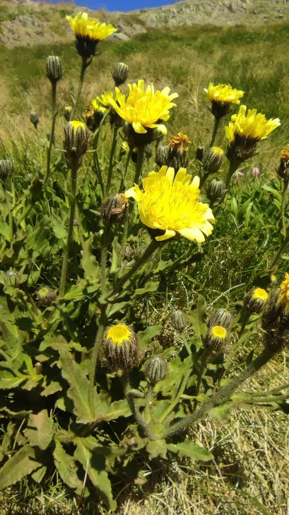 Sticky Hawkweed