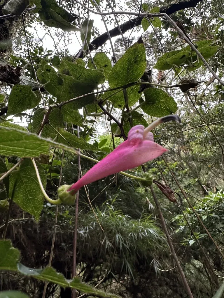 Siphocampylus Benthamianus