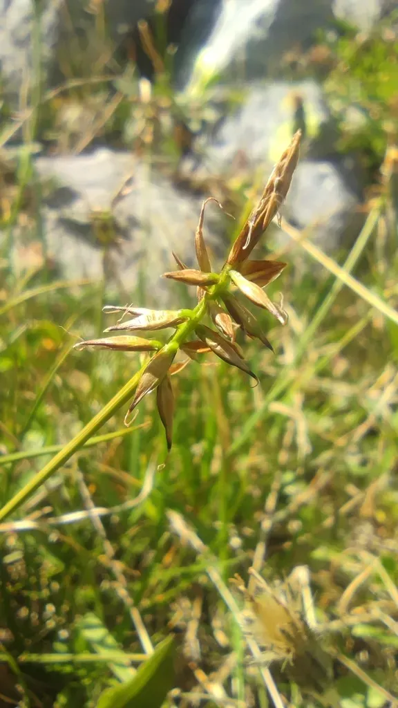 Carex Macrostylos