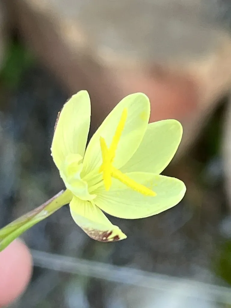 Hesperantha Acuta