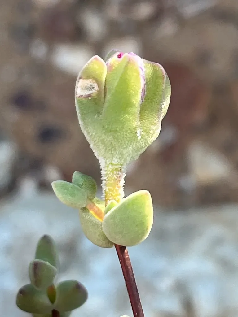 Drosanthemum Macrocalyx