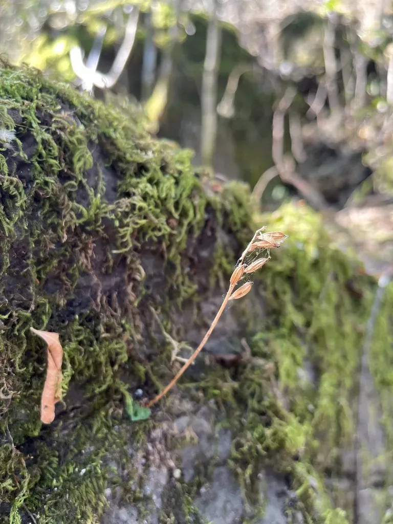 Fringe Madonna Orchid