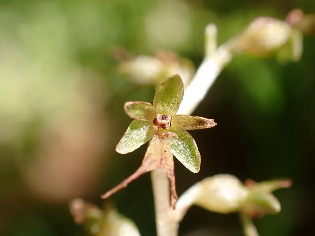 Lesser Twayblade