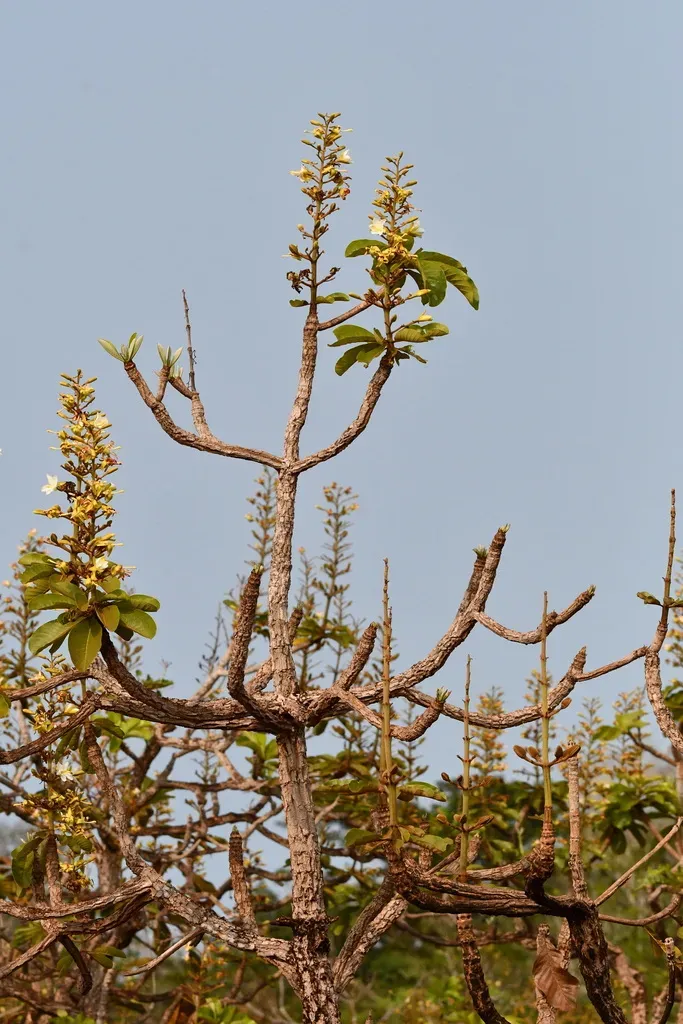 Himatanthus Articulatus