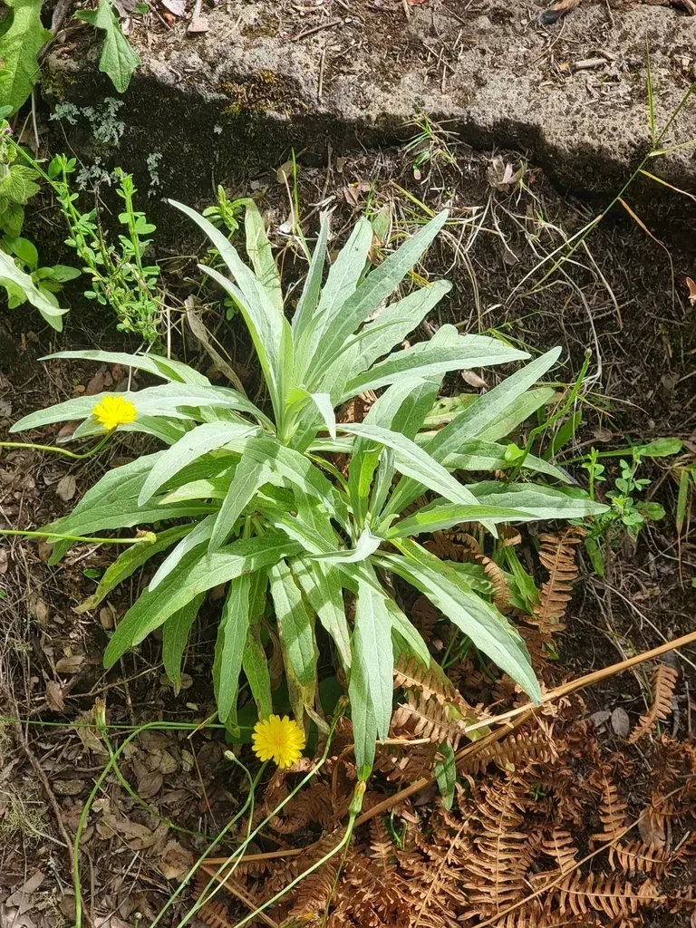 Andryala Subglabrata