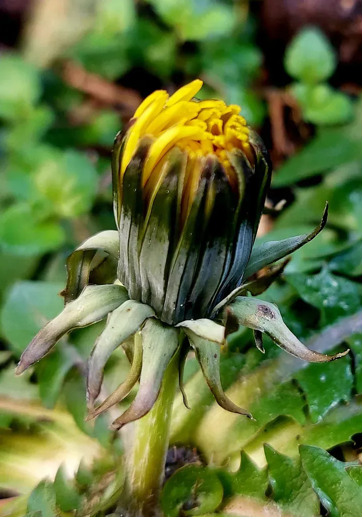 Hook-lobed Dandelion