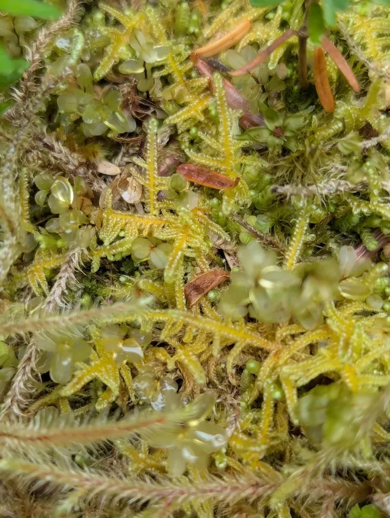 Brotherella Canadensis