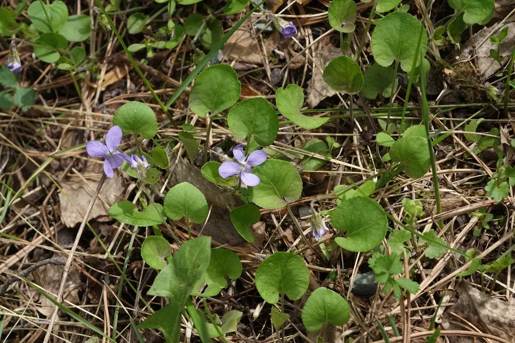Teesdale Violet