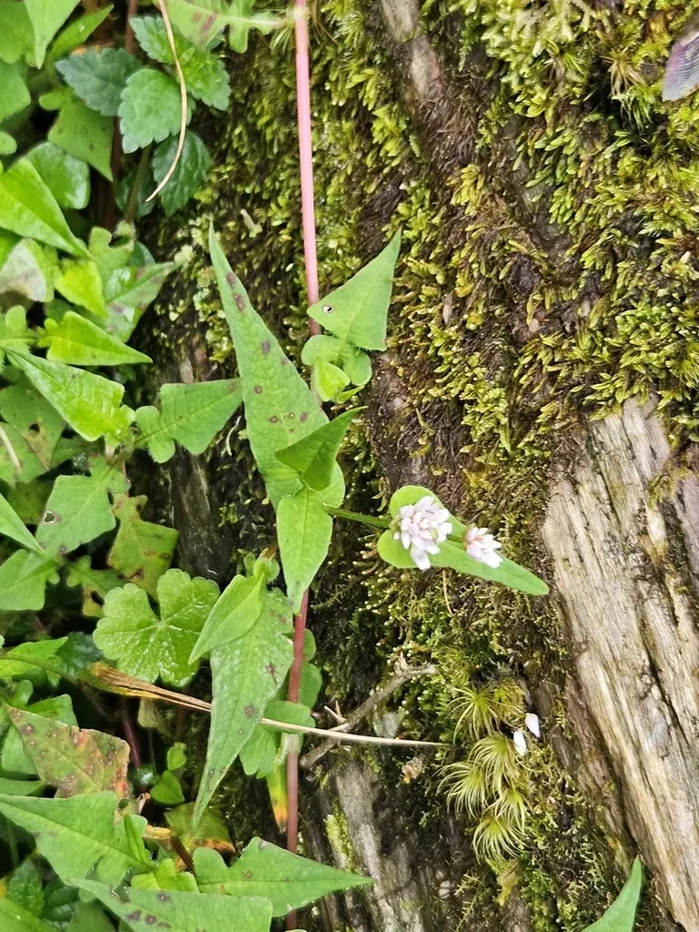 Persicaria 'purple Fantasy'
