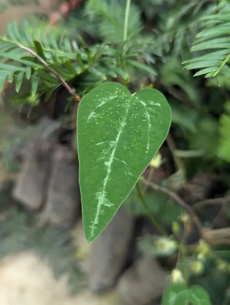Passiflora Napalensis