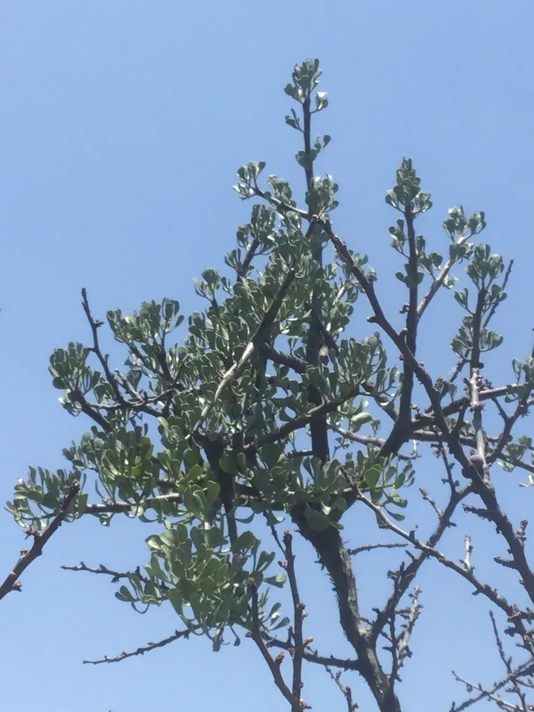 Psittacanthus Palmeri