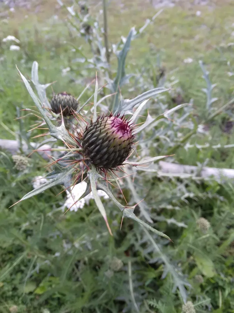 Cirsium Hygropodum