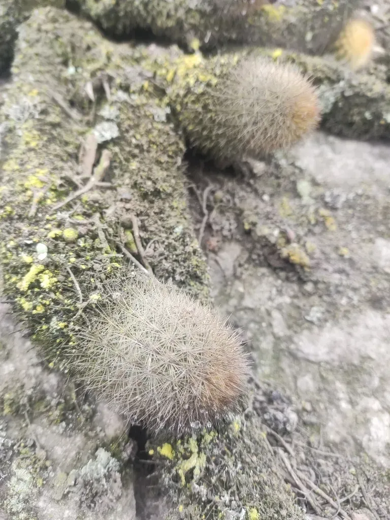 Loxanthocereus Acanthurus