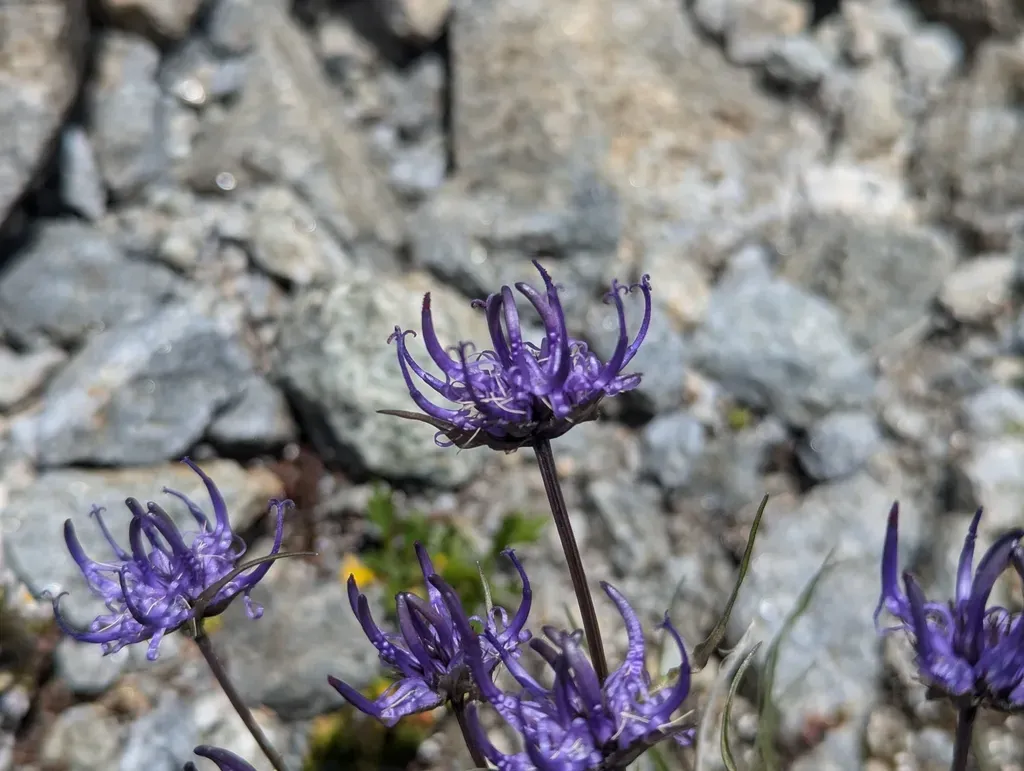 Globe-headed Rampion